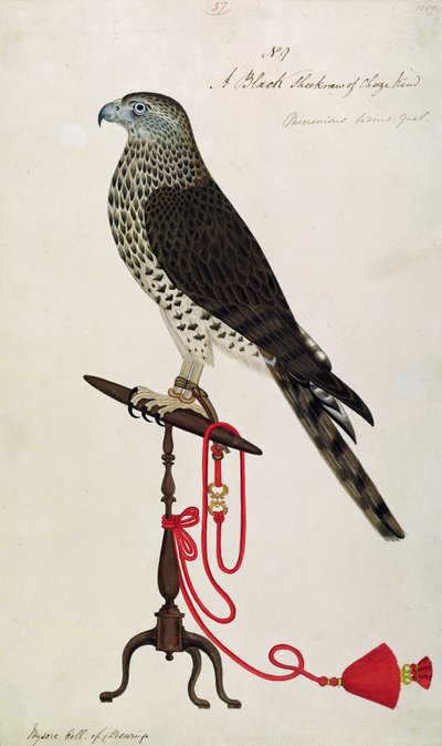Indian Sparrow-Hawk by English School